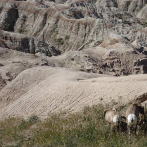 Big Horn Sheep in the Badlands National Park